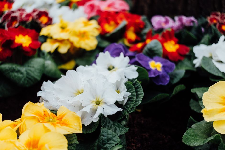 Close-up of a vibrant flower bed featuring primrose blooms in various colors, including yellow, white, purple, and red. The flowers are arranged in dense clusters, with their delicate petals and green