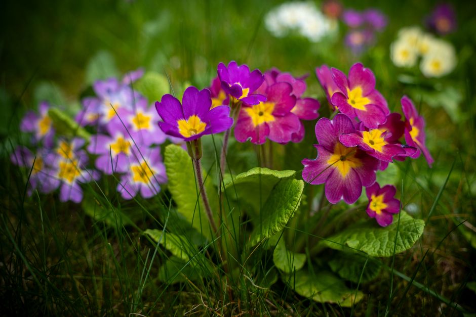 A close-up view of a cluster of primrose flowers growing in a natural outdoor setting. The flowers display vibrant purple and pink petals with bright yellow centers, surrounded by lush green leaves an