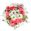 A jubilant floral arrangement, inspired by the laid-back parks and vibrant streets of Primrose Hill, is captured here from an artful top-down view. The bouquet's core features gleaming white daisies, their sunshine-green centers beaming like spring mornings on the hill. Flanked by plush, coral-pink carnations with layers of ruffled, inviting petals, the blooms blend a feeling of warmth and contentment with the freshness of an early walk through Regent's Park. Dainty tufts of baby's breath, airy and star-like, drift between flowers, adding a dreamy lightness that evokes misty mornings along residential lanes. Discreetly visible are a few slender buds streaked in shades of purple and deep blush, infusing the ensemble with subtle depth and anticipation. Greenery abounds: silvery eucalyptus provides a cool, modern contrast to the vivid floral tones, while deeper sprigs complete the lush circle. The bouquet's round, flowing composition feels intentionally joyous-each flower precisely placed, yet alive with movement, like petals caught in a gentle breeze near Chalcot Crescent. The scent is fresh, softly sweet, and reminiscent of a newly opened florist's door. Designed for occasions that call for celebration, thanks, or simple acts of kindness, this arrangement brings the uplifting spirit of Primrose Hill directly to any doorstep, a testament to the local florist's craft and love for their North London neighborhood.