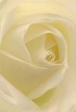 The camera draws you directly into the exquisite center of a cream-white rose, as though you're nestled comfortingly inside its petals-a feeling mirrored by the sanctuary found within Primrose Hill's hidden gardens. Petal after delicate petal unfurls in hypnotic spirals, their textures inviting the mind to imagine the soft, cool touch beneath morning sunlight streaming down from Fitzroy Road. Gentle shadows curl along the petal's edges, lending depth and shimmering subtlety, while a serene luminosity fills the frame with calm and hope. This single rose, meticulously arranged by local Primrose Hill florists, radiates tranquility, making it an ideal choice for conveying sympathy, offering admiration, or marking quiet beginnings. Its understated scent evokes early spring air and the promise of new memories. The perspective captures not just a flower, but the warmth, consideration, and enduring craftsmanship that defines every floral gift sent throughout Primrose Hill and its close-knit community.